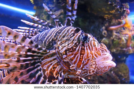 Lionfish-Zebra, or Zebra fish, or striped lionfish lat. Pterois volitans is a fish                    