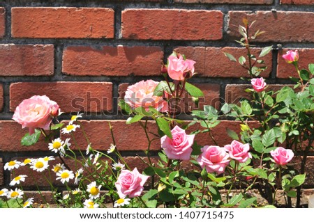 pink rose brick exterior gardening