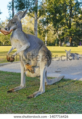 An Australian kangaroo mother with a baby joey at a park in Brisbane