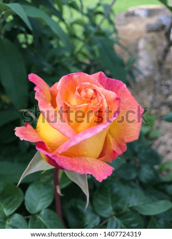 Pink orange and yellow rose in bloom