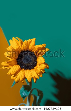 bright Sunny sunflower with dew drops on yellow petals on colored background