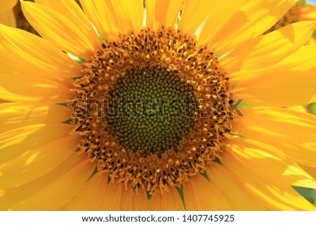a sunflower blooms in spring