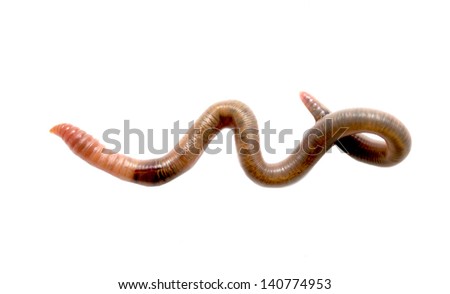Close  up of earthworm Royalty-Free Stock Photo #140774953