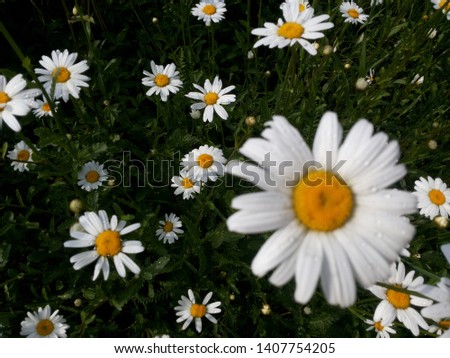 Decorative daisy is an ornament of parks, courtyards and squares