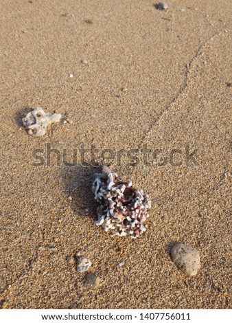 red coral washed up on a beach in Hawaii