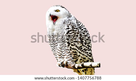 snowy owl isolated on white background,(photo blurred.)