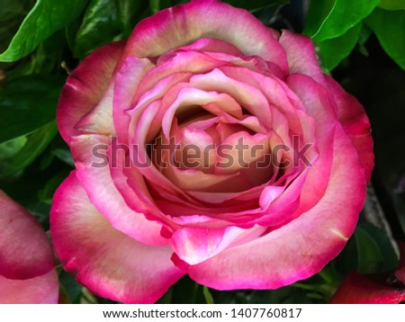 fresh beautiful streaked vivid rose in nature
