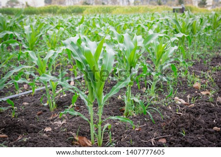 Young green corn plant.Weed control in corn crops, young maize plants rows in cultivated field.a selective focus picture of organic young corn field at agriculture farm.