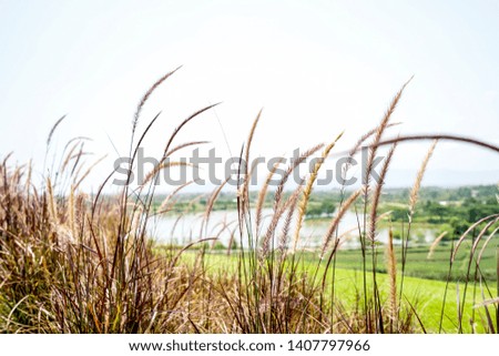 Poaceae grass with mountain background with bright middle of the day light. In Chiangrai Thailand