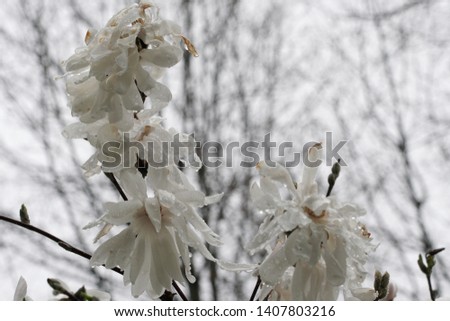 White Magnolia flowers blooming in Spring in Michigan.