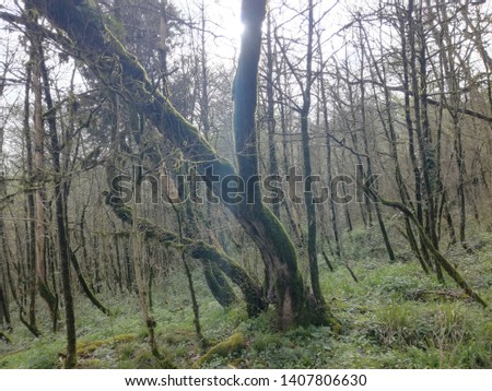 Spring landscape in the mountain forest