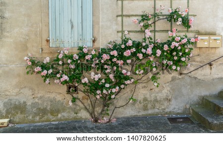 rosebush on an old wall in French town, provence region Royalty-Free Stock Photo #1407820625