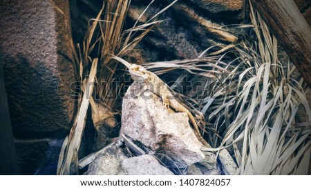 Yellowish bearded dragon laying on a rock
