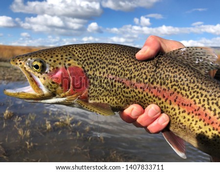 Colorful rainbow trout fish held by a fly fisherman Royalty-Free Stock Photo #1407833711
