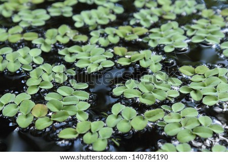 Green duckweed on water Royalty-Free Stock Photo #140784190