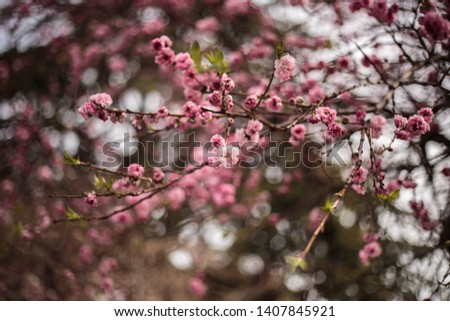 Blooming tree in a spring park, close-up macro photo