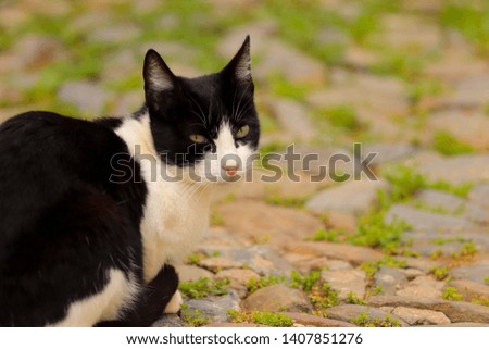 Cute Cat in a street