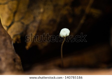 mushrooms, autumn forest mushrooms