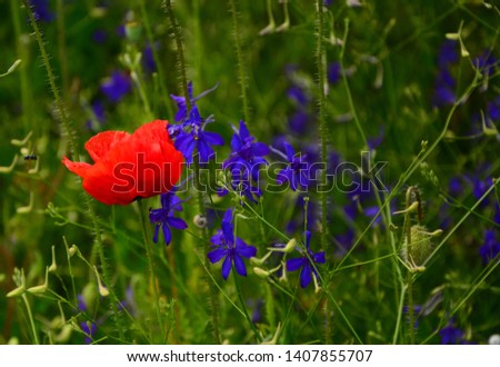  Beautiful blooming poppy in summer.Nature flowers background.  Floral natural spring background, can be used as image for remembrance and reconciliation day.Lonely flower of poppy