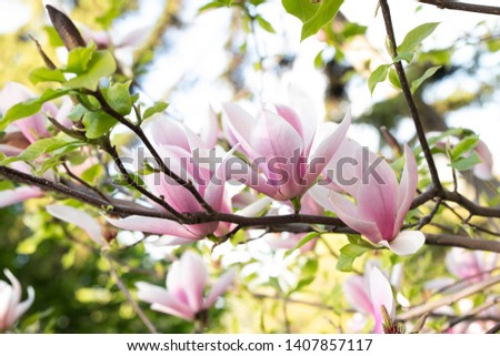 Magnolia flower on nature background. Flower background