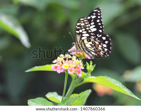 beautiful butterfly on weeping lantana.