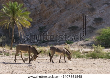 Wild donkeys walking near the road looking for water, Oman. 