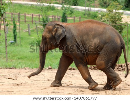 A big elephant walking on the road in the park.