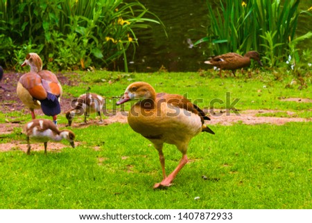 family of ducks in the grass field