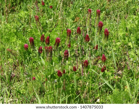 Trifolium incarnatum, Several inflorescences in the grass. Inkarnat-Klee.