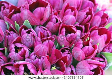 bouquet of purple tulips closeup