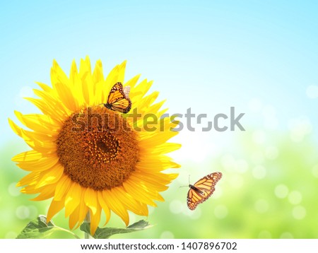 Bright yellow sunflower and two butterflies monarch (Danaus plexippus, Nymphalidae) on blurred sunny background of green and blue color. Mock up template. Copy space for text