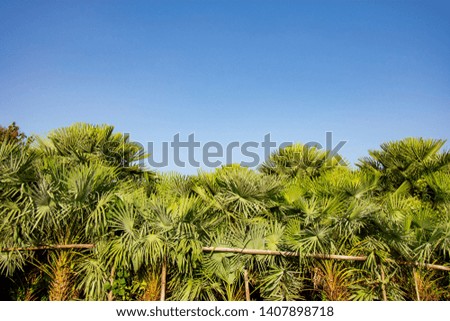 
Arecaceae palm plant a clear sky background