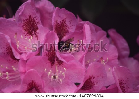 Rhododendron blossoms in closeup with bumble bee in the center of the picture