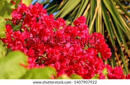 The Lagerstroemia plants, also known as crape myrtle or crepe myrtle.