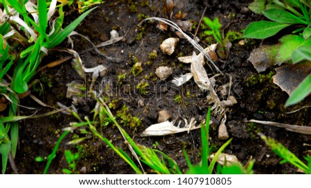 Macro shot of seeds laying in a field among other greenery