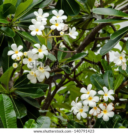 LEE-LA-WA-DEE, white flower with good smell