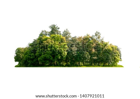 Group of tree  isolated on white Royalty-Free Stock Photo #1407921011