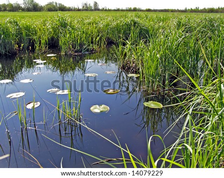 small lake amongst field