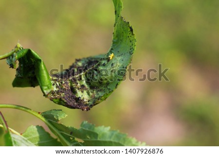 Black bean aphid on the cherry tree leaves.