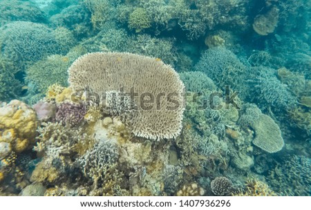 Colourful coral garden Underwater coral reef - Image