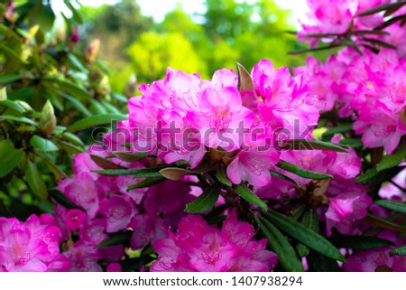 rose rhododendron background, spring mood, close-up