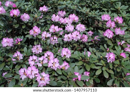 Rhododendron with pink flowers and green leaves in garden. Cultivar from Yakushimanum hybrid Group