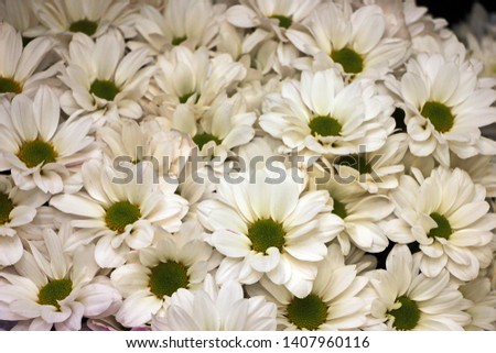 Flower Chrysanthemum. A large bouquet of white chrysanthemums. Close-up. The background is blurred, bokeh. Selective focus. Desktop computer desktop or postcard.