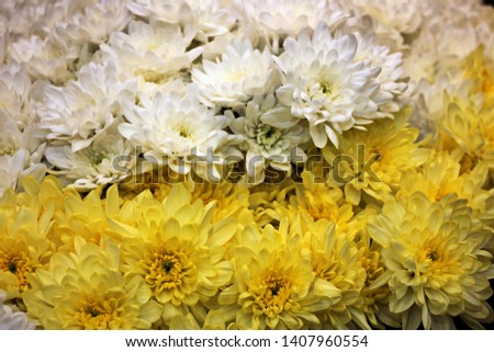 Flower Chrysanthemum. A large bouquet of white and yellow Chrysanthemums. Close-up. The background is blurred, bokeh. Selective focus. Desktop computer desktop or postcard.