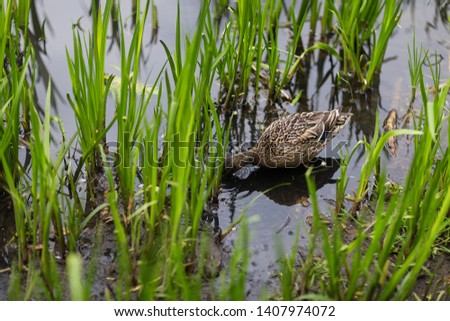 wild duck Drake hiding in the grass in the Park near the shore, green high sedge
