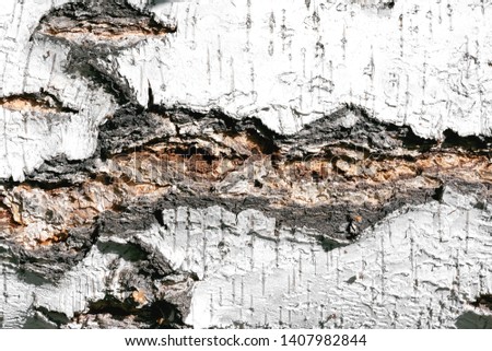 Birch tree bark texture background.