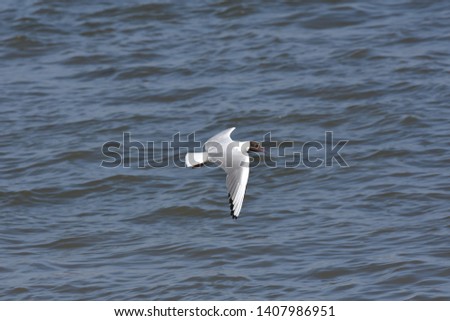 Beautiful Dove bird flying over blue sea water. Background picture of a white bird in the sky.