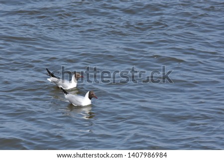 Two Beautiful Dove birds swimming on blue sea water. Background picture of two white birds on water like ducks.