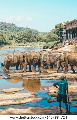 Elephant nursery. A herd of elephants swimming in the river with the employees of the nursery. Stone bottom, jungle on the river Bank. Adults and little elephants take a bath and enjoy life.