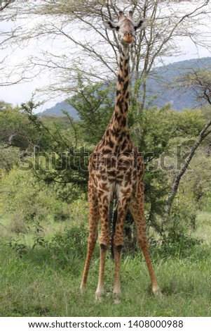 Maasai Giraffe alone. Serengeti, Tanzania